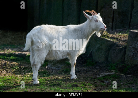 Die belgische Rasse flämische Ziege (Capra Hircus), Belgien Stockfoto