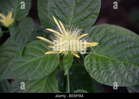 Golden Plume, Schaueria Flavicoma, Acanthaceae, Mexiko, USA, Nordamerika Stockfoto