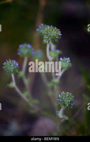 UVIC, Garry Oak Wiese Restoration Project, Skunkweed (Navarretia Squarrosa) Stockfoto