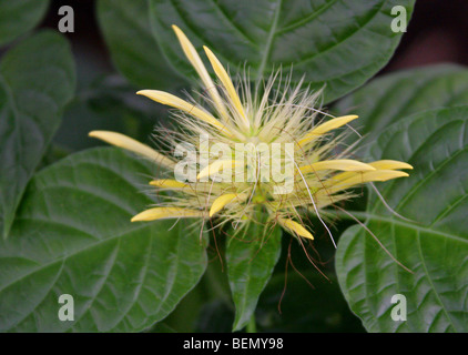 Golden Plume, Schaueria Flavicoma, Acanthaceae, Mexiko, USA, Nordamerika Stockfoto