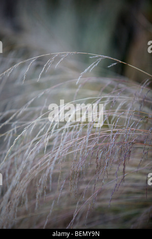 UVIC, Garry Oak Wiese Restoration Project, schlanken Hairgrass (Deschampsia Elongata) Stockfoto