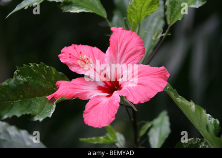 Chinesische Hibiskus, chinesische Rose oder Schuhblume, Hibiscus rosa-sinensis 'Cooperi', Malvaceae, Ostasien Stockfoto