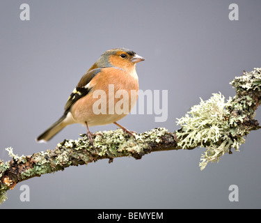 Männliche Buchfink Fringilla Coelebs auf Ast Stockfoto