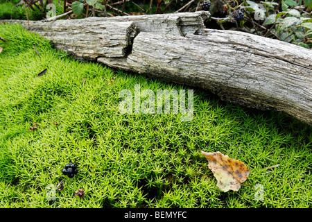 Baum-Stamm und gemeinsame Haircap Moss / gemeinsame Haar Moos / oder großer Goldilocks (Polytrichum Commune) im Moor Stockfoto