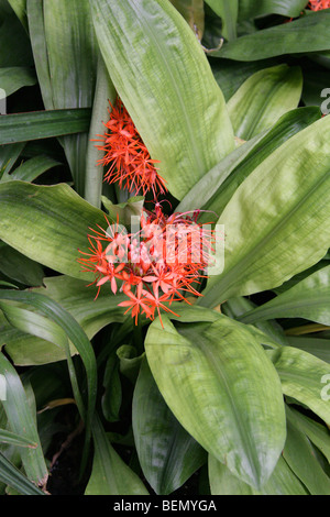 Blut-Lilie, Scadoxus Cinnabarinus, Amaryllisgewächse, tropischen Westafrika