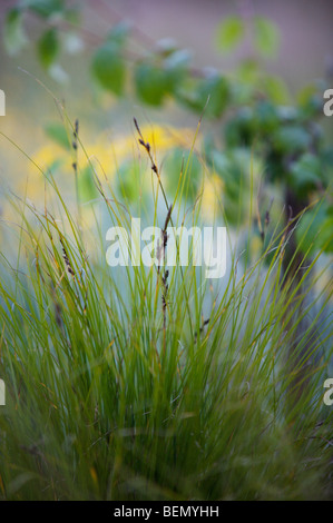 UVIC, Garry Oak Wiese Restoration Project, Long-stoloned Segge (Carex Inops) Stockfoto