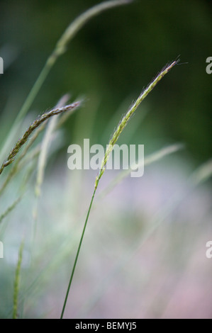 UVIC, Garry Oak Wiese Restoration Project, blaue Wild-Rye (Elymus Glaucus) Stockfoto