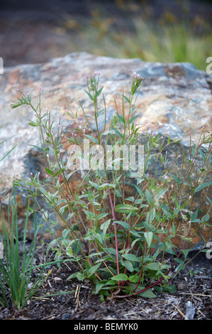 UVIC, Garry Oak Wiese Restoration Project, lila-leaved Weidenröschen (Epilobium Ciliatum) Stockfoto