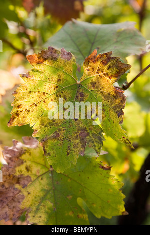 Nahaufnahme von Weinblätter mit Sonnenlicht durch, im Frühherbst, aus biologischem Anbau Stockfoto