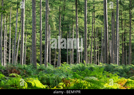 Gemeinsamen Adlerfarn (Pteridium Aquilinum) im Pinienwald Stockfoto