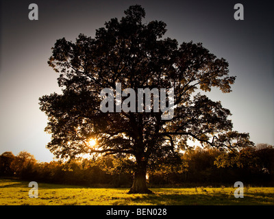 Baum mit Sonne scheint durch die Äste, Ayrshire, Schottland, Großbritannien Stockfoto