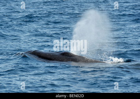 Sei Wal, Balaenoptera Borealis, auftauchen mit Narben aus Ausstecher Hai beißt sichtbar auf Podest, Azoren, Atlantik Stockfoto