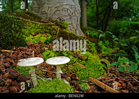 Falsche Deathcap / Citron Amanita Pilz (Amanita Citrina) im herbstlichen Wald Stockfoto