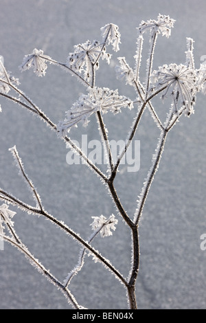 Bärenklau (Heracleum Sphondylium) bedeckt in Frost, Belgien Stockfoto