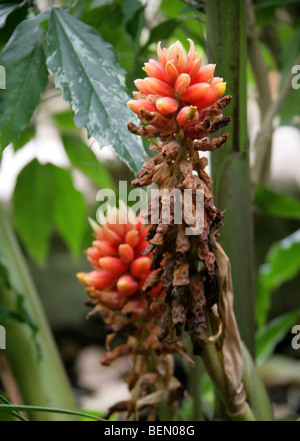 Renealmia oder Jenjibre-De-Jardin, Renealmia Alpinia, Zingiberaceae, Puerto Rico, Zentralamerika. Stockfoto