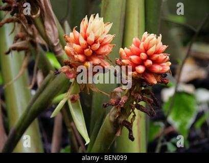 Renealmia oder Jenjibre-De-Jardin, Renealmia Alpinia, Zingiberaceae, Puerto Rico, Zentralamerika. Stockfoto