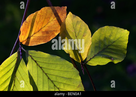 Blätter der Buche (Fagus Sylvatica) drehen Farbe im Herbst, Belgien Stockfoto
