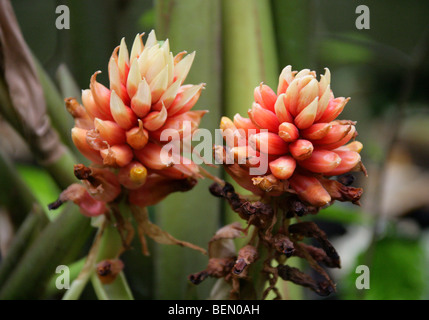 Renealmia oder Jenjibre-De-Jardin, Renealmia Alpinia, Zingiberaceae, Puerto Rico, Zentralamerika. Stockfoto