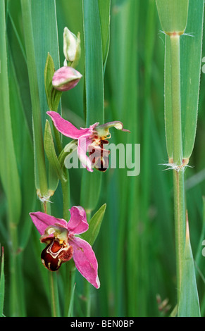 Biene Orchidee (Ophrys Apifera), Belgien Stockfoto