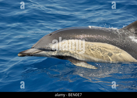 Kurzer Schnabel Gemeinen Delphin, Delphinus Delphis. Azoren, Atlantik. Stockfoto
