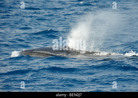 Sei Wal, Balaenoptera Borealis mit Lücke zwischen Kiefern sichtbar, Azoren, Atlantik auftauchen. Stockfoto