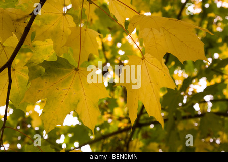 Goldener Ahorn Blätter an einem Baum im Herbst in Südengland. Stockfoto