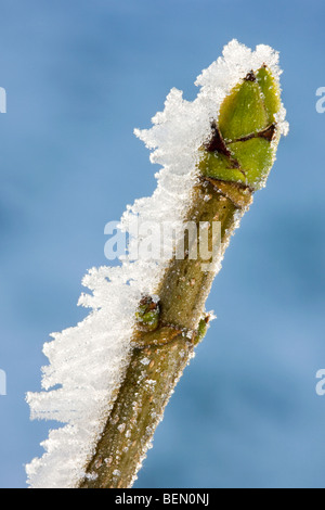 Ahorn-Ahorn (Acer Pseudoplatanus) Knospe im Winter mit Frost bedeckt Stockfoto