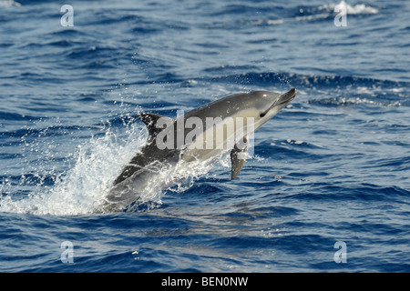 Kurzer Schnabel Gemeinen Delphin, Delphinus Delphis, mit deformierten Oberkiefer, Verletzung, Atlantik. Stockfoto