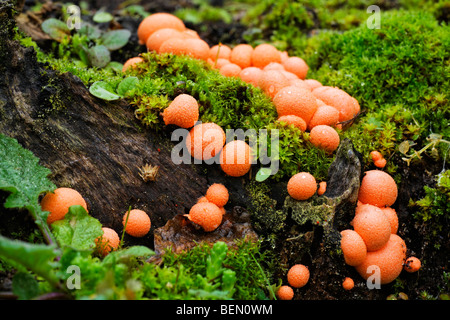 Buche Woodwart / rote Kissen Hypoxylon (Hypoxylon Fragiforme) auf zerfallenden Holz Stockfoto