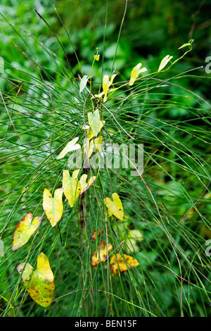 Gemeinsamen Schachtelhalm (Equisetum Arvense) mit Hecke Ackerwinde (Calystegia Sepium) Stockfoto