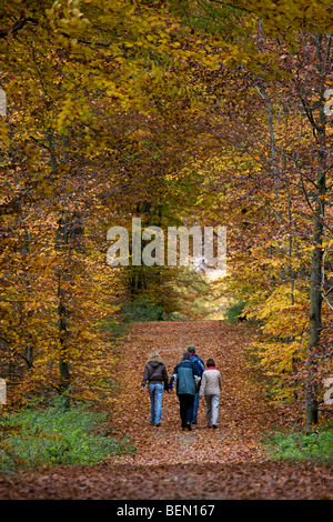 Wanderer in Buchenwald (Fagus Sylvatica) im Sonian Wald im Herbst, Brüssel, Belgien Stockfoto