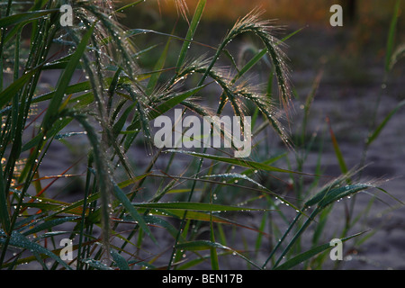 Tau auf dem grünen Gras mit Wassertropfen große von oben Nahaufnahmen Bilder Fotos große Auflösung horizontal in den USA USA Hi-res Stockfoto