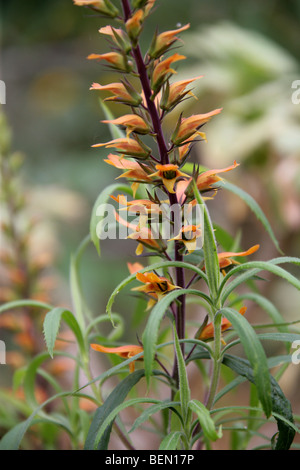 Gran Canaria Pinienhain Fingerhut, Isoplexis Isabelliana, Scrophulariaceae, Kanarische Inseln Stockfoto