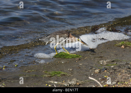 Grün-Reiher mit ein Winzling im Schnabel Stockfoto