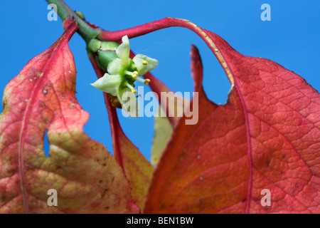 Europäische Spindel Baum in Blüte (Euonymus Europaeus) Stockfoto