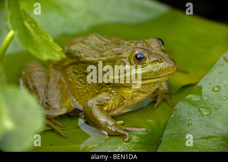 Chiricahua Leopard Frosch (Rana Chiricahuensis) Arizona - USA - auf Seerosenblatt - auch bekannt als Ramsey Canyon Leopard Frog Stockfoto