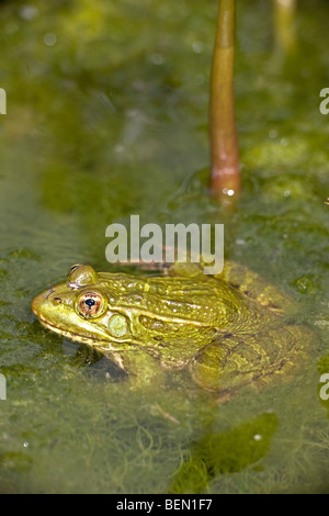 Chiricahua Leopard Frosch (Rana Chiricahuensis) - Arizona - USA - im Wasser Stockfoto