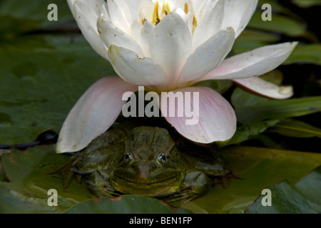 Chiricahua Leopard Frosch (Rana Chiricahuensis) - Arizona - USA - auf Lily pad mit Lilie - auch bekannt als Ramsey Canyon Leopard Frog Stockfoto