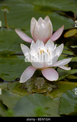 Chiricahua Leopard Frosch (Rana Chiricahuensis) - Arizona - USA - auf Lily pad mit Lilie - auch bekannt als Ramsey Canyon Leopard Frog Stockfoto