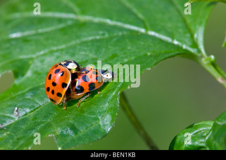 Harlekin-Marienkäfer / asiatische Dame Käfer / bunte asiatische Dame Käfer Paarung auf Blatt, Belgien Stockfoto