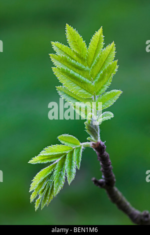 Eberesche lässt sich entfaltenden (Sorbus Aucuparia) im Frühjahr Stockfoto