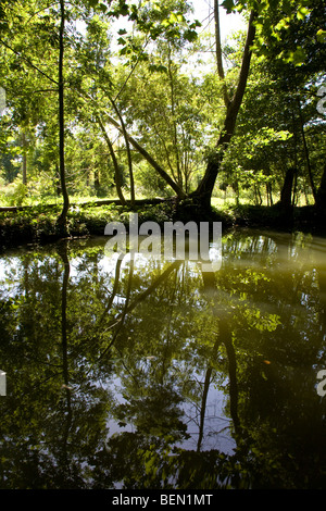 Baum und Reflexion in das Marais Poitevin (Marsh von Poitou) Frankreich September 2009 Stockfoto