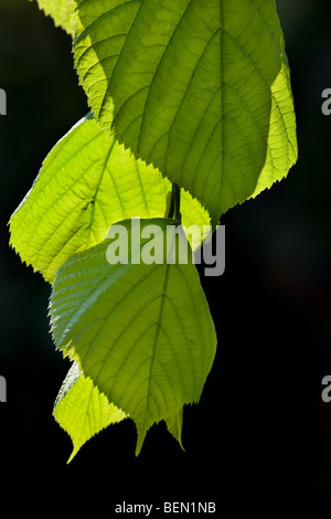 gemeinsamen Linde Tilia Blätter gelb Herbst fallen Stockfoto