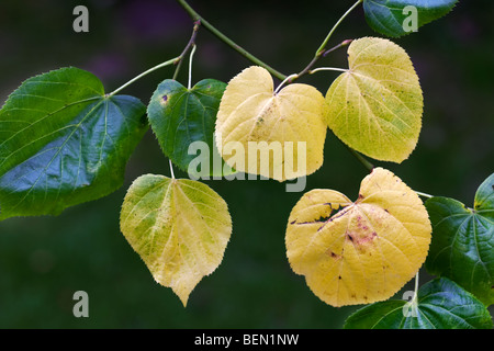 Gemeinsamen Linde verlässt Tilia in Herbstfarben Stockfoto