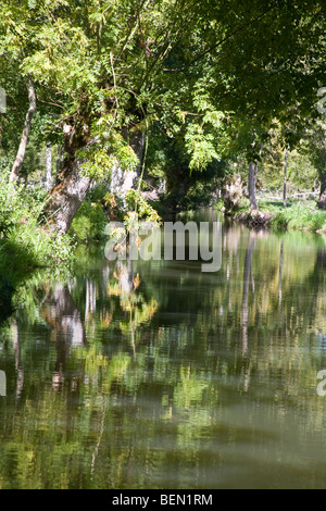 Bäume und Reflexion in das Marais Poitevin (Marsh von Poitou) Frankreich September 2009 Stockfoto