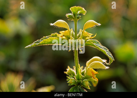 Gelbe Erzengel (Lamium Galeobdolon) in Blüte im Frühjahr Stockfoto