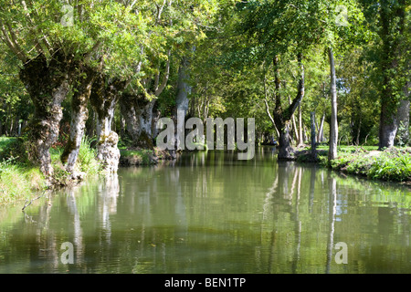 Bäume und Reflexion in das Marais Poitevin (Marsh von Poitou) Frankreich August 2009 Stockfoto