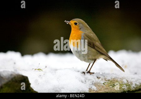 Robin (Erithacus Rubecula) im Schnee im Winter, Belgien Stockfoto