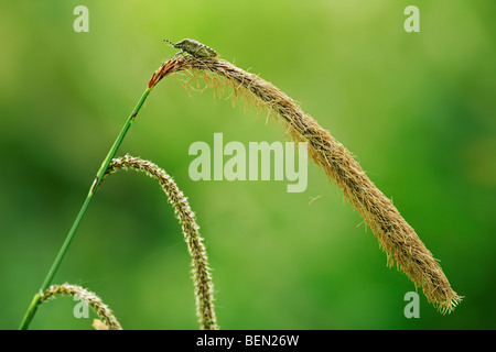 Hängende Segge (Carex Pendel) mit Bug, Belgien Stockfoto