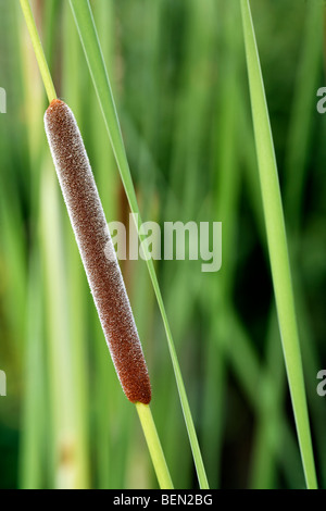 Größere Binsen / Reedmace Seedhead / breitblättrigen Rohrkolben (Typha Latifolia) am Rand des Sees Stockfoto